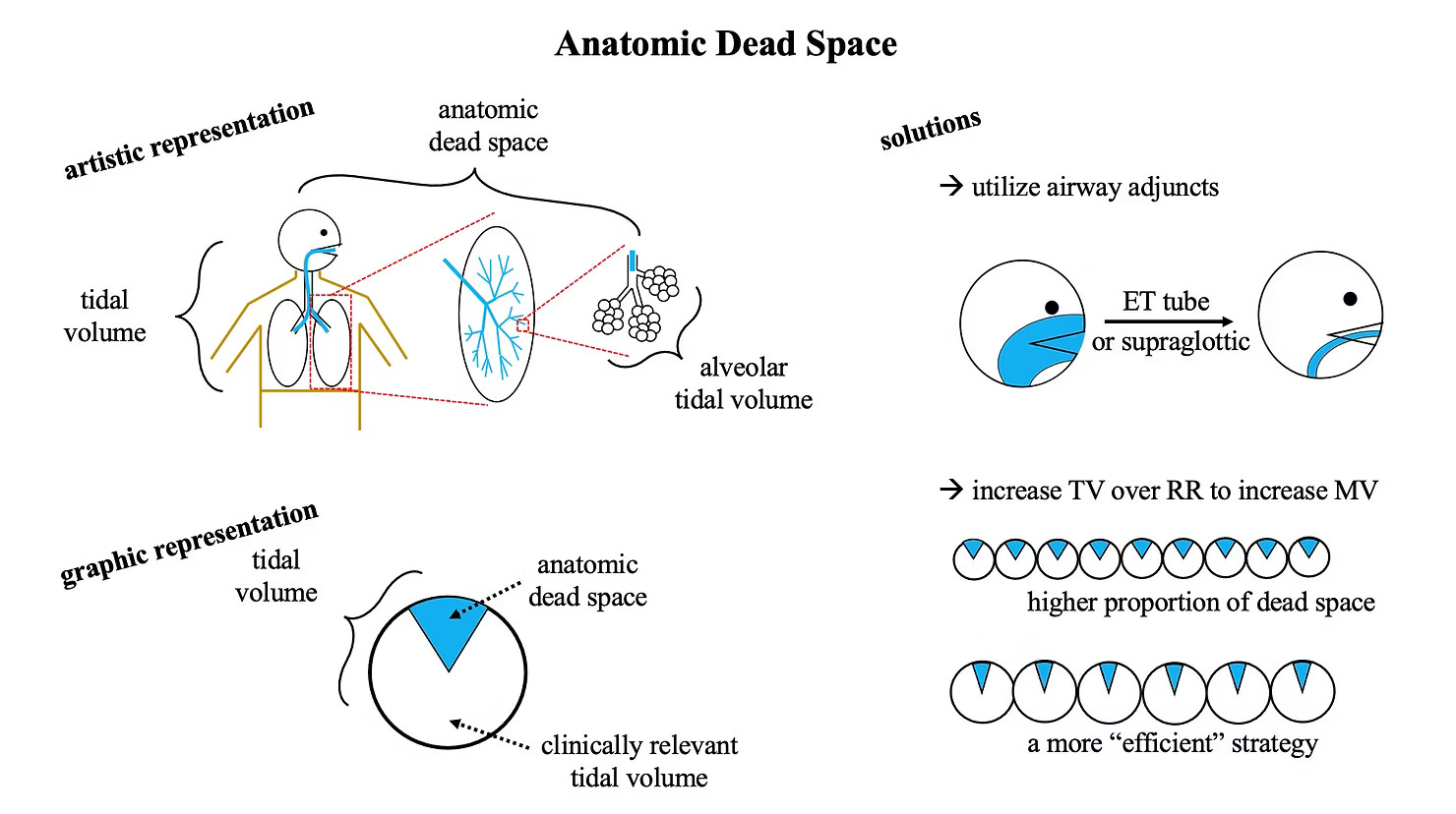 anatomic dead space