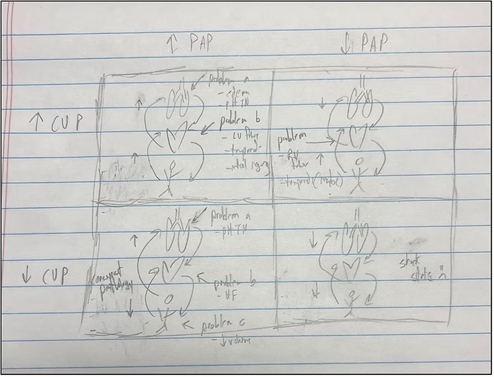 hemodynamic sketches