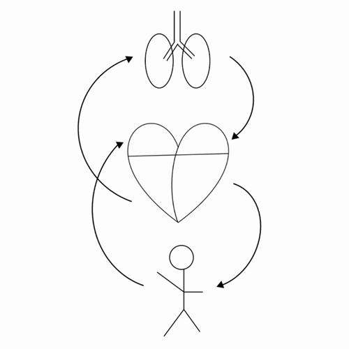 hemodynamic sketches