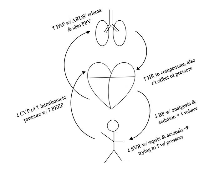 hemodynamic sketches