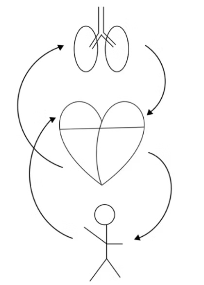 hemodynamic sketches