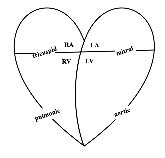hemodynamic sketches