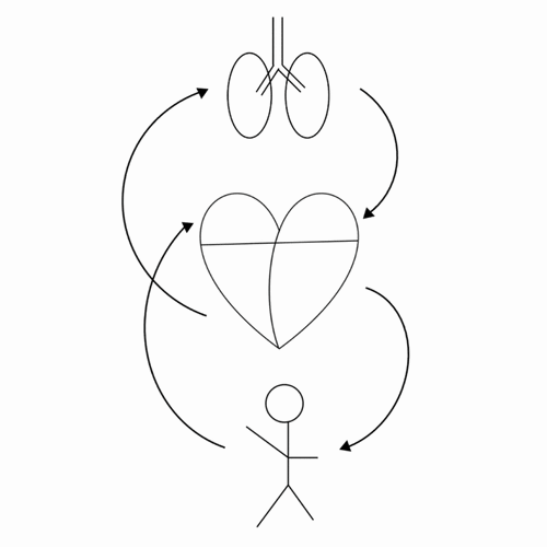 hemodynamic sketches
