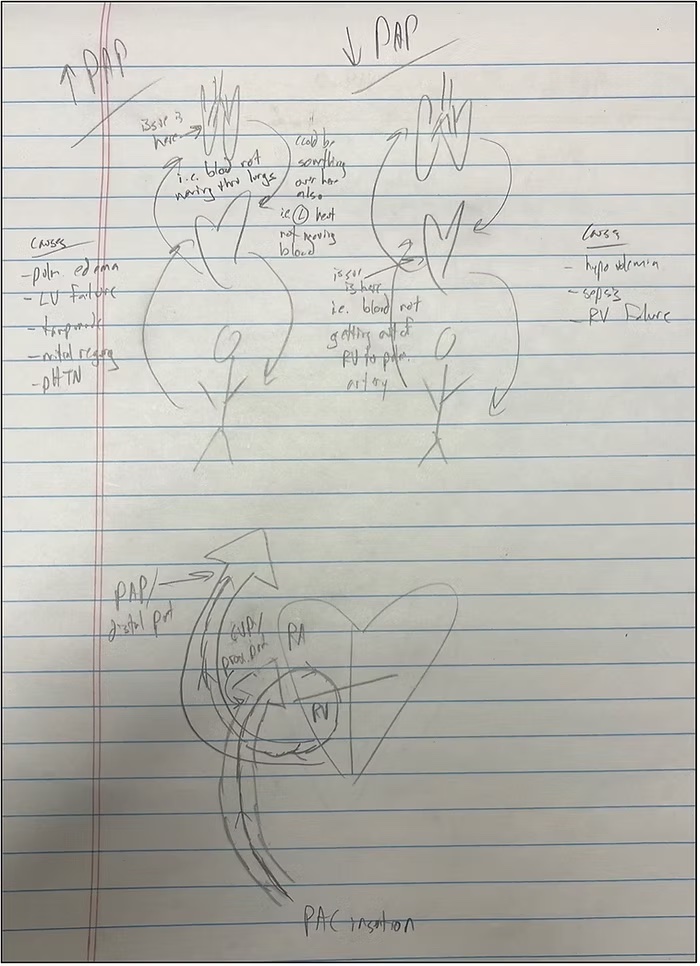 hemodynamic sketches